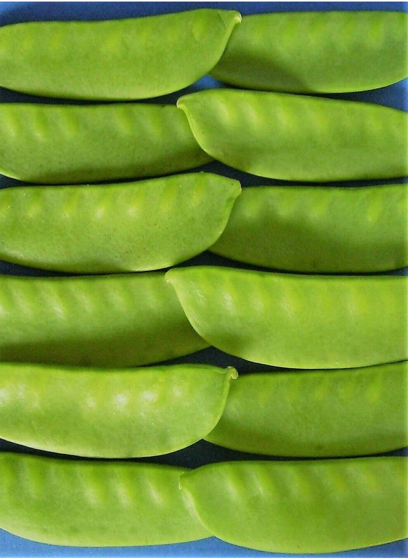 GGOOT - 60 seeds of Mangetout / Sugar Pea (Oregon Sugar Pod) - Image 1