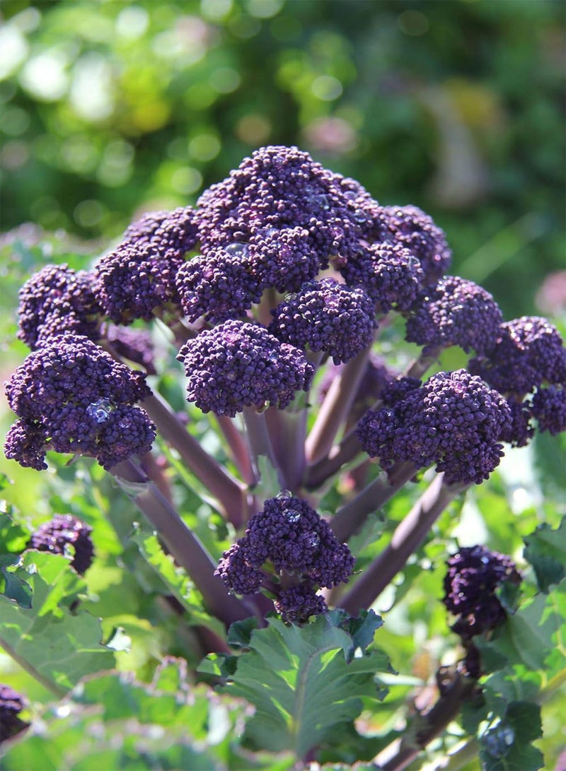 GGOOT Early Purple Sprouting Broccoli - Brassica rapa 'Early Purple Sprouting' Vegetable Seeds, Approx200 Bulk Seeds Home Garden Planting by Heavy Torch, 50 Grams