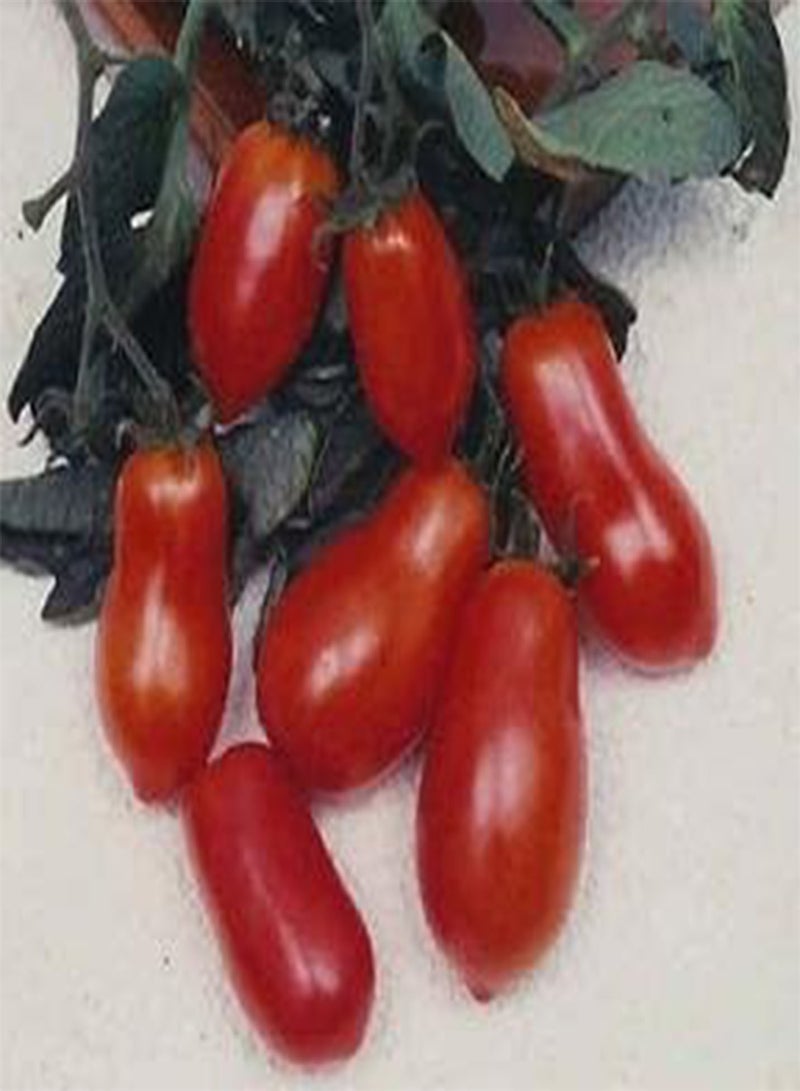 GGOOT Tomato Martino's Roma 100 Seeds