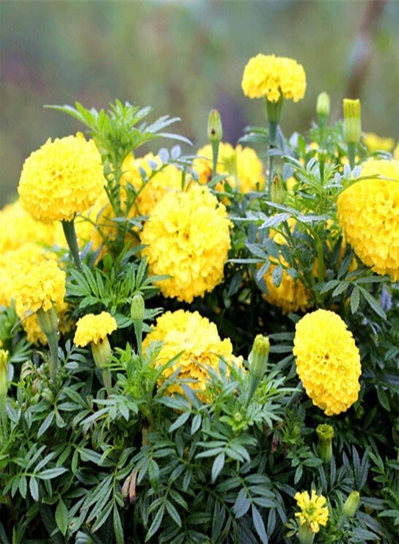 جي جوت 100 قطعة من بذور القطيفة، زهرة قوية وسهلة البقاء، زهور موروثة يحبها البستانيون، باقات الزهور المقطوفة محبوبة من قبل العملاء، سهلة الزراعة - Image 2