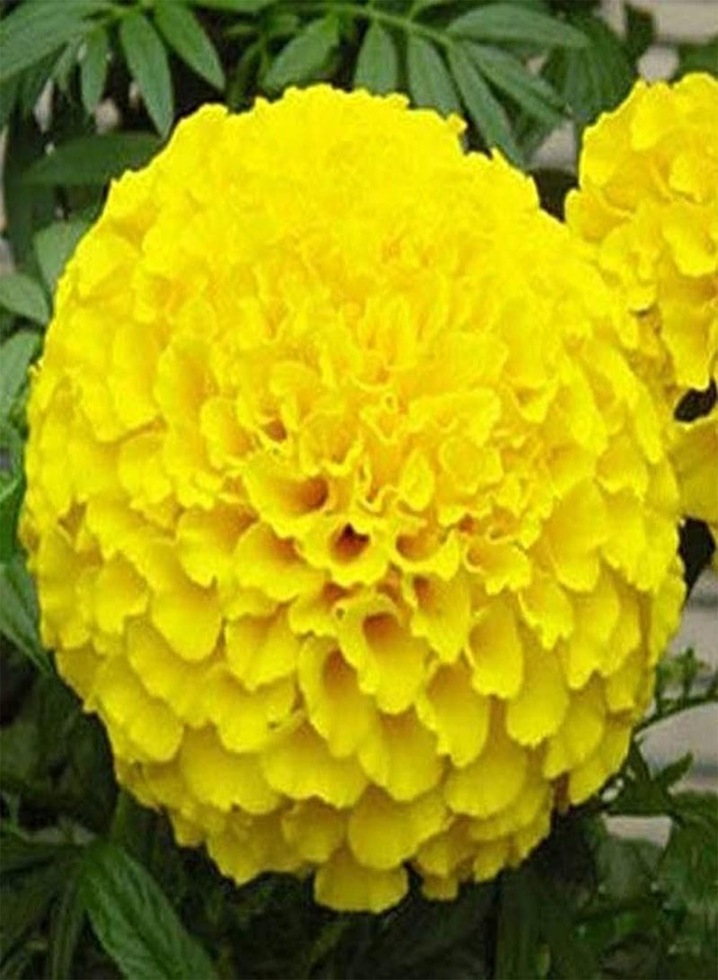 جي جوت 100 قطعة من بذور القطيفة، زهرة قوية وسهلة البقاء، زهور موروثة يحبها البستانيون، باقات الزهور المقطوفة محبوبة من قبل العملاء، سهلة الزراعة - Image 1