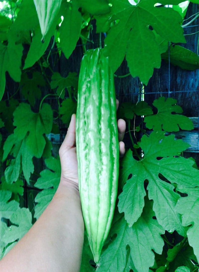 GGOOT 15 Organic Bitter Melon Gourd Ampalaya Seeds - Image 1
