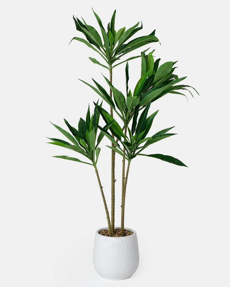 Redtag Artificial Dracaena Plants in Ceramic Pot