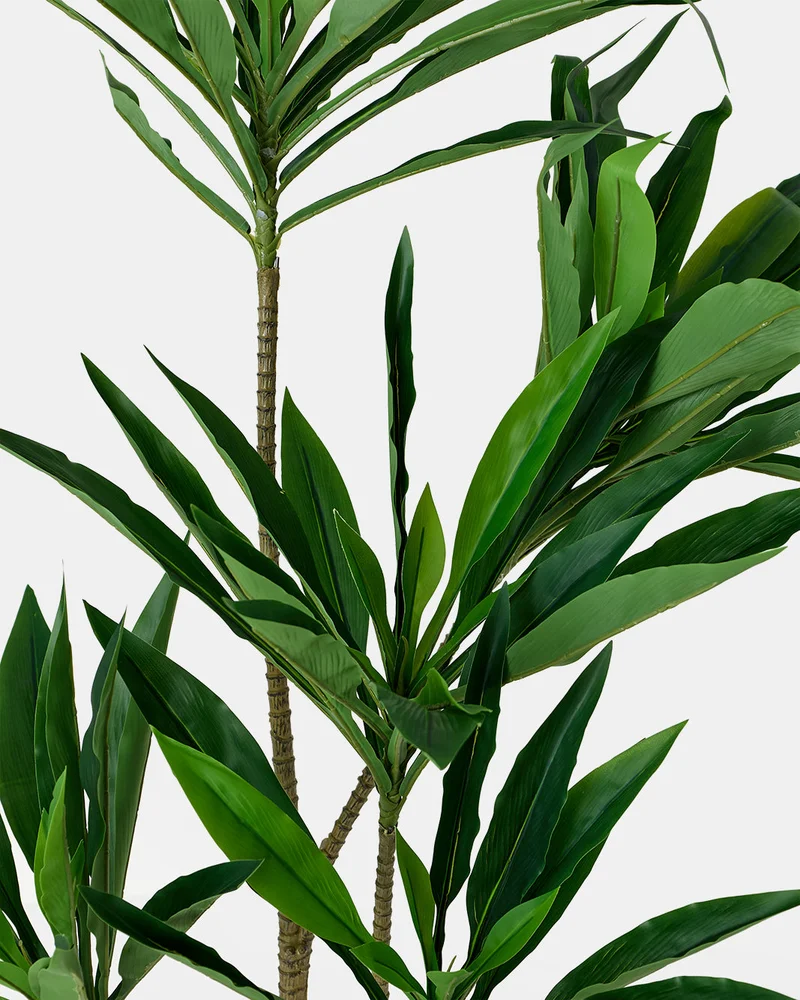 Redtag Artificial Dracaena Plants in Ceramic Pot
