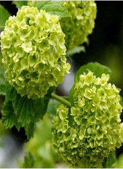 GGOOT 20 Green Hydrangea Seeds The first choice for cute and beautiful flowers to decorate the room Easy cultivation that gardeners love  - Image 2