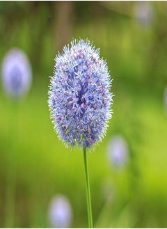 GGOOT Allium azureum 4/5cm Flowering 0 Seeds x20, Flowering Garden Easy to Grow Your Own Outdoor Garden Flower Plants 0 Seeds x20  - Image 2