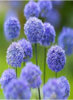 GGOOT Allium azureum 4/5cm Flowering 0 Seeds x20, Flowering Garden Easy to Grow Your Own Outdoor Garden Flower Plants 0 Seeds x20  - Image 1