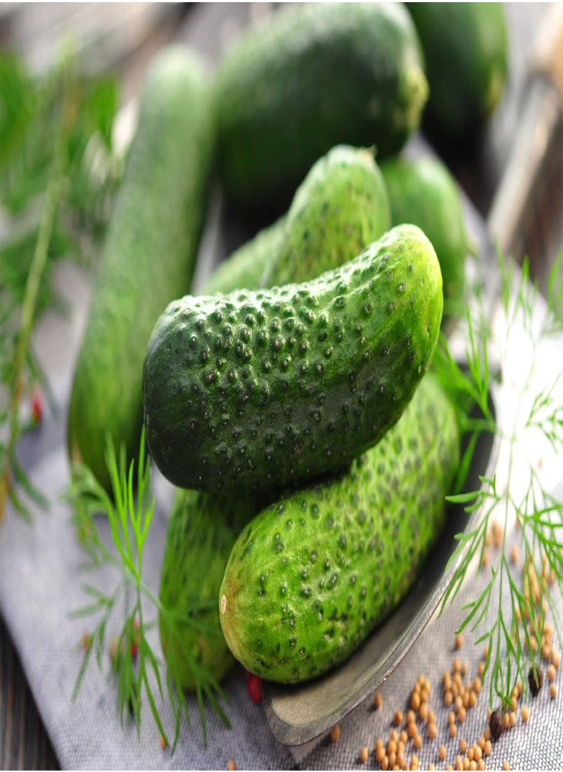 Garden in The Bag - Organic - Cucumber - Vorgebirgstraube - 15 Seeds - with Cultivation Substrate in an Easy to Handle Stand up Bag. - Cucumis sativus