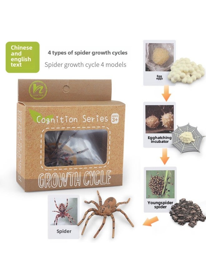 Realistic Simulation Animal Plant Models Toy Collection - Dinosaurs Dragons Unicorns Mermaids Sharks More-Color:PL127-2405 Spider Growth Cycle + Chinese Card + Color Box  - Image 1