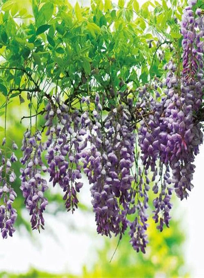 GGOOT 20Pcs Wisteria Seeds Suitable Outdoor Garden Fence Planting Unique Hanging Flowers Decorate The Fence Wall is The First Choice for Gardening Decoration - Image 2