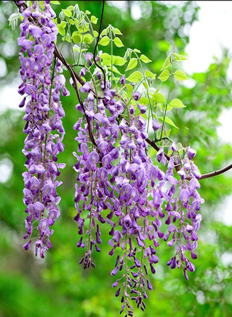 GGOOT 20Pcs Wisteria Seeds Suitable Outdoor Garden Fence Planting Unique Hanging Flowers Decorate The Fence Wall is The First Choice for Gardening Decoration - Image 1