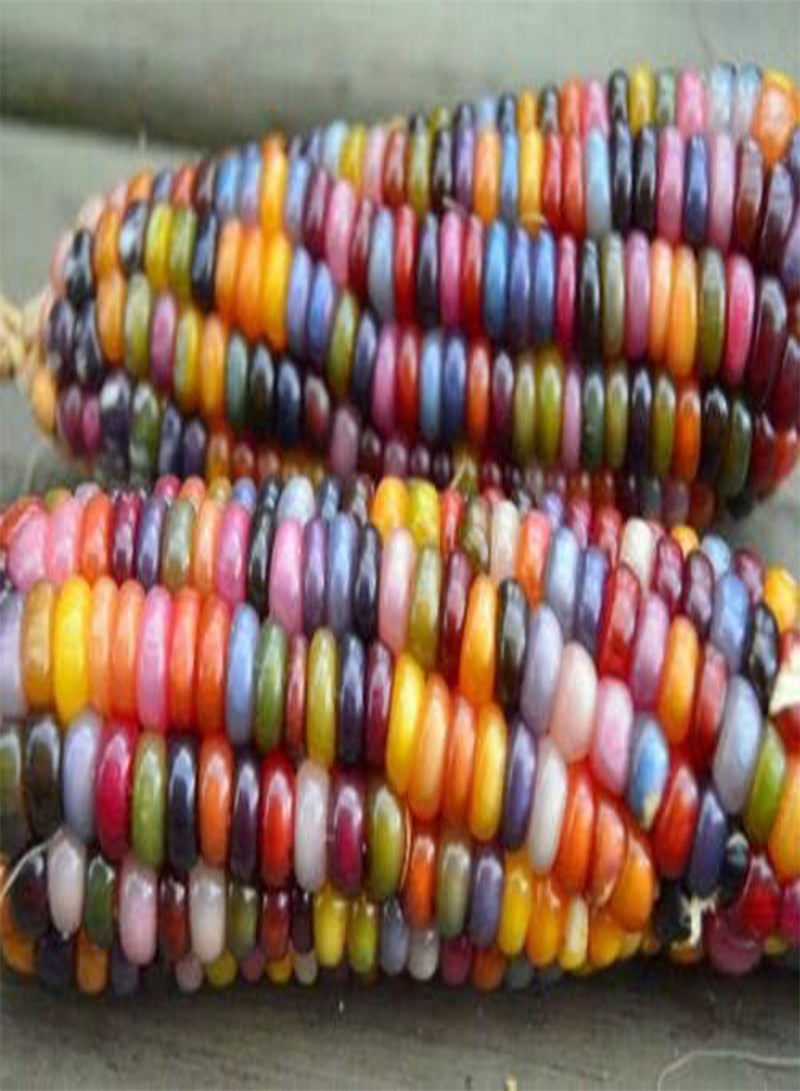 GGOOT Vegetable - Vegetable Glass GEM Corn- 5 Premium Quality Seeds -1st Class