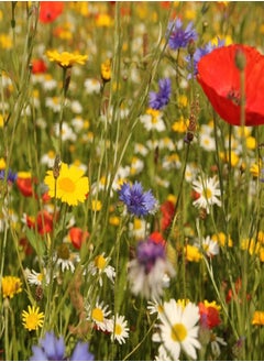 Wild Flower Seed UK 10% Mix Annual Meadow Plants Attracts Bees & Butterfly Pure Wildflower Seeds Mix 3 (10g)