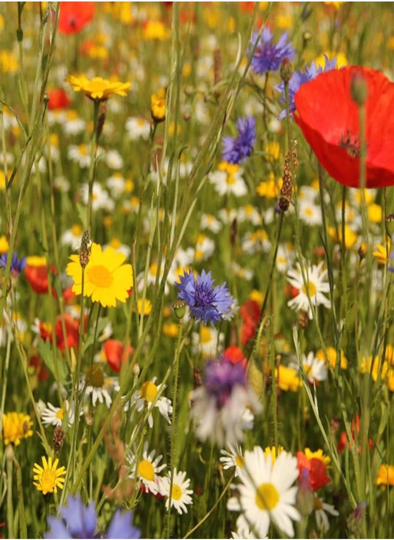 GGOOT - Wild Flower Seed UK 10% Mix Annual Meadow Plants Attracts Bees & Butterfly Pure Wildflower Seeds Mix 3 (10g) - Image 1