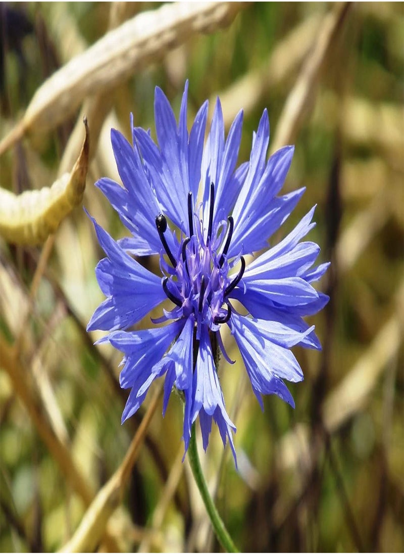 GGOOT - Wild Flower Seed UK 10% Mix Annual Meadow Plants Attracts Bees & Butterfly Pure Wildflower Seeds Mix 3 (10g) - Image 1