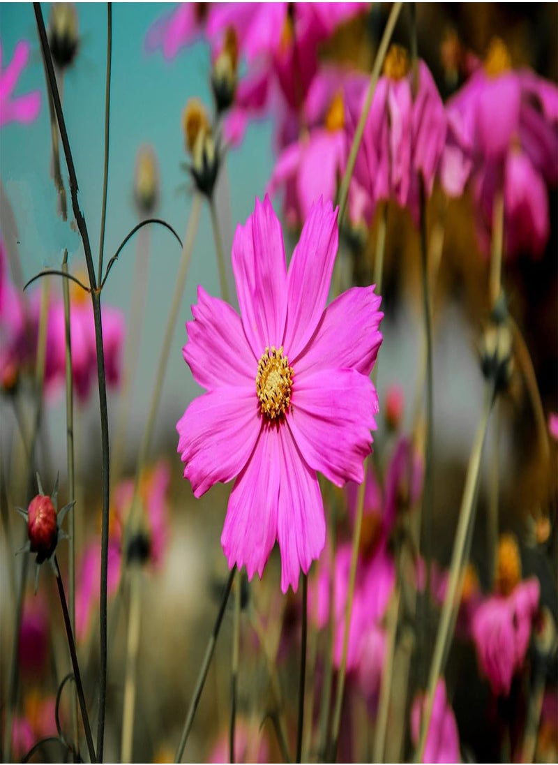 GGOOT - Wild Flower Seed UK 10% Mix Annual Meadow Plants Attracts Bees & Butterfly Pure Wildflower Seeds Mix 3 (10g) - Image 1