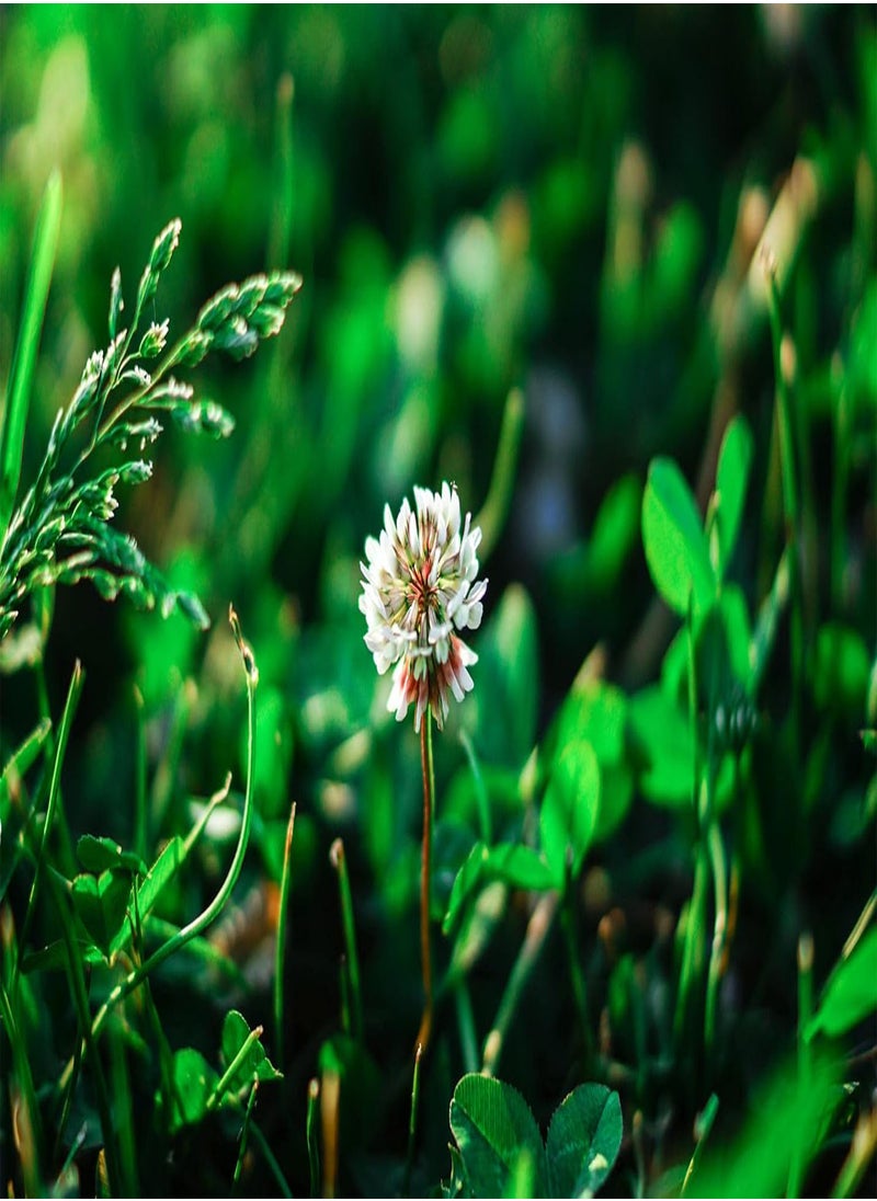 GGOOT - Wild Flower Seed UK 10% Mix Annual Meadow Plants Attracts Bees & Butterfly Pure Wildflower Seeds Mix 3 (10g) - Image 1