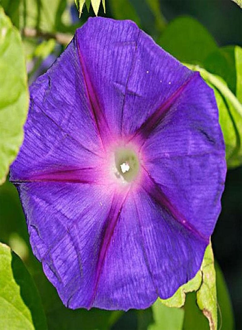 جي جوت 100 قطعة من بذور زهرة الصباح الأرجوانية الأنيقة التي تنضح برائحة ساحرة وهي مادة مثالية للحديقة لتصميم المناظر الطبيعية - Image 3