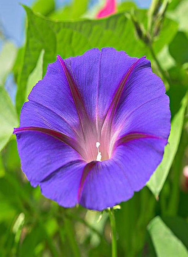 جي جوت 100 قطعة من بذور زهرة الصباح الأرجوانية الأنيقة التي تنضح برائحة ساحرة وهي مادة مثالية للحديقة لتصميم المناظر الطبيعية - Image 1