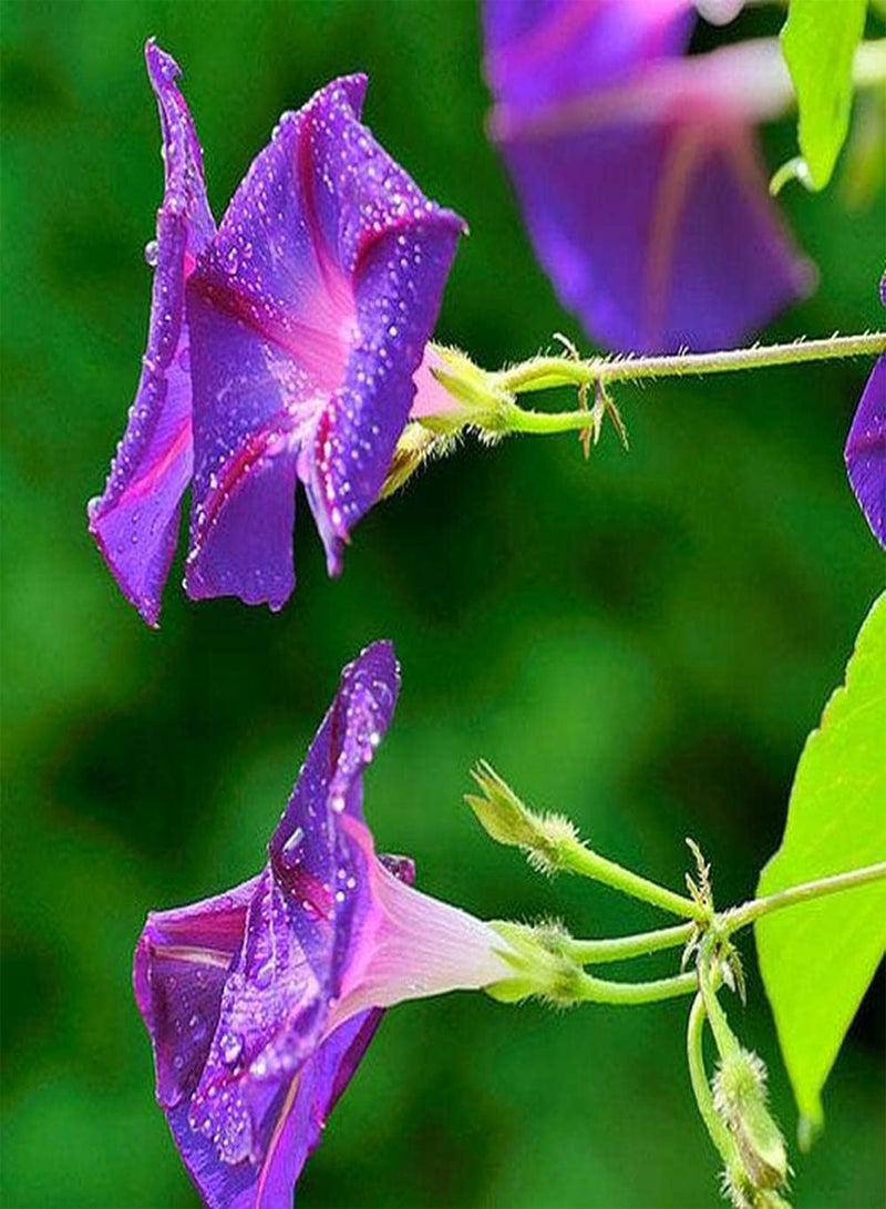 جي جوت 100 قطعة من بذور زهرة الصباح الأرجوانية الأنيقة التي تنضح برائحة ساحرة وهي مادة مثالية للحديقة لتصميم المناظر الطبيعية - Image 2