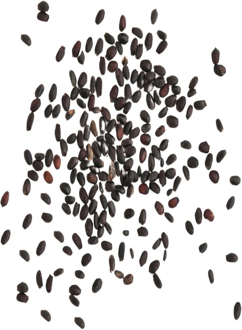 GGOOT Green Plants,100Pcs/Bag Ophrys Apifera Seeds Perennial Natural Colorful Bee Orchid Flower Seeds for Home - Seeds - Image 5