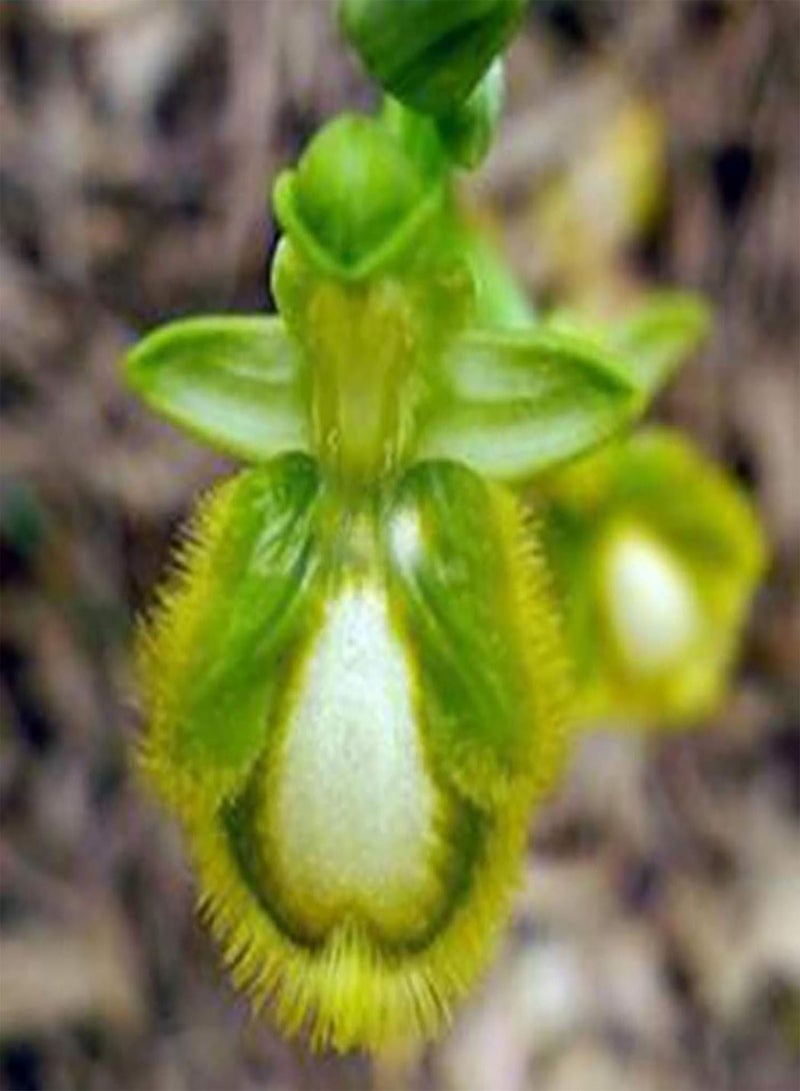 GGOOT Green Plants,100Pcs/Bag Ophrys Apifera Seeds Perennial Natural Colorful Bee Orchid Flower Seeds for Home - Seeds - Image 3