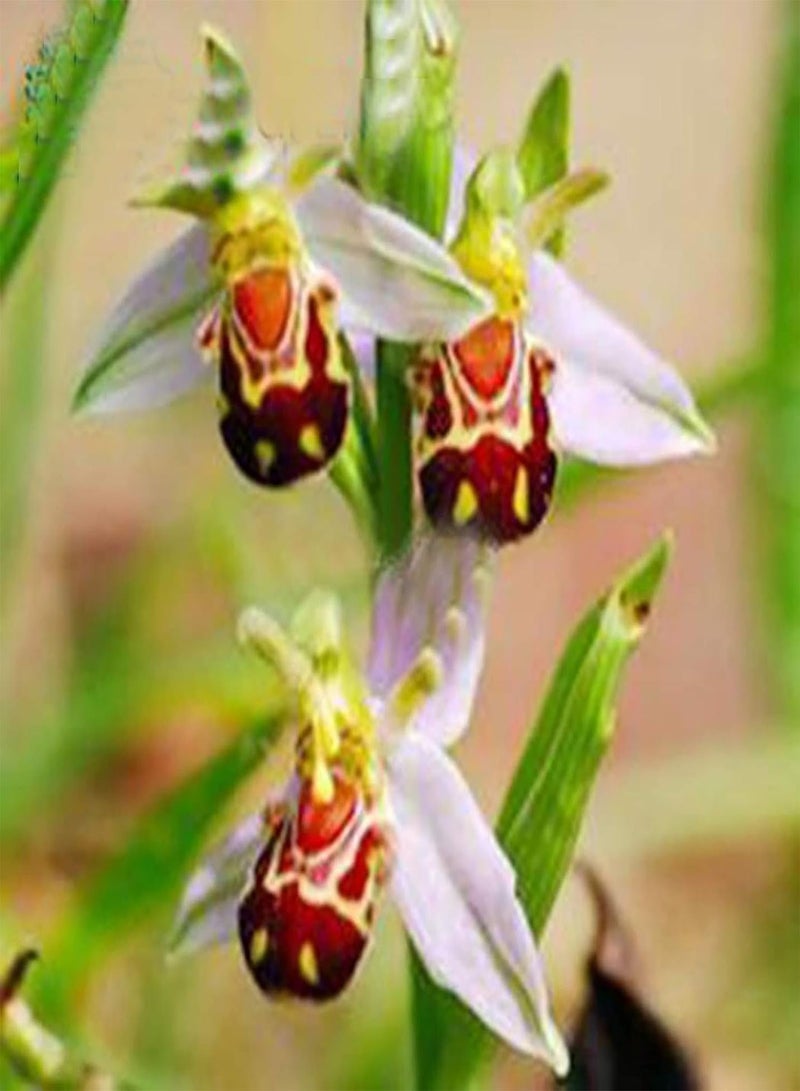 GGOOT Green Plants,100Pcs/Bag Ophrys Apifera Seeds Perennial Natural Colorful Bee Orchid Flower Seeds for Home - Seeds - Image 4