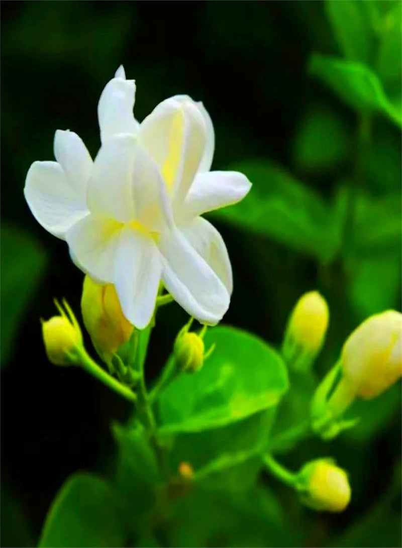 جي جوت بذور الياسمين النادرة في المملكة المتحدة، نباتات معمرة معرضة لأشعة الشمس الكاملة، بذور زهور متنوعة، بذور حدائق لزراعة الزهور - 100 قطعة - Image 1