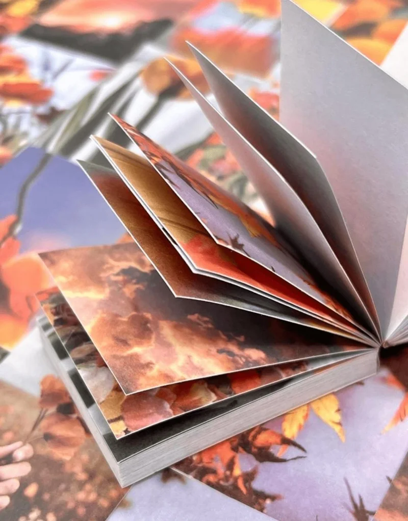 كاغيت جيمي دوكان Paper Ship Shop Garden Star Orange Notebook Sticker / Decal / Bullet Journal / Notebook Decoration / Scrapbook