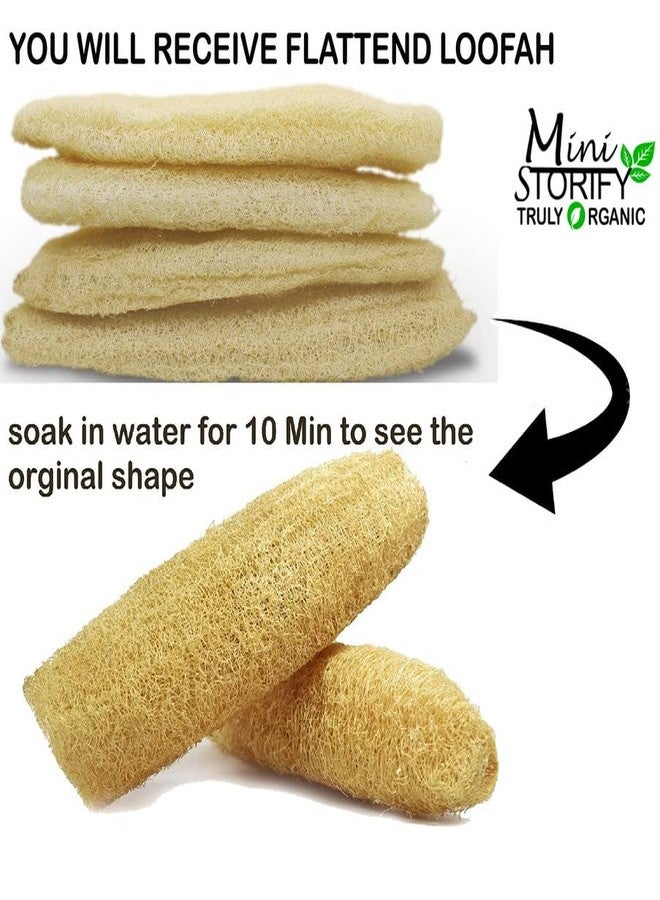 Mini Storify Truly Organic ميني ستوريفاي - ليفة طبيعية للجسم - عبوة من 12 قطعة - ليفة عضوية/إسفنجة ليفة لتقشير الجسم والاستحمام - مقشر ليفة صديق للبيئة للرجال والنساء - Image 3