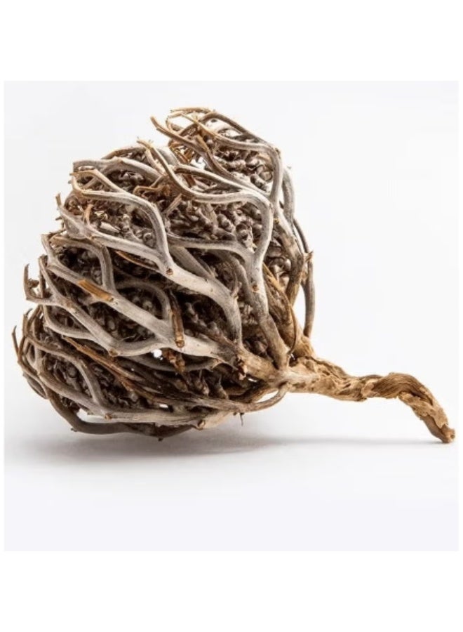 زهر وردة أريحا Anastatica hierochuntica زهرة مريم، زهرة مريم نبات القيامة (عبوة من 4 قطع) - Image 3