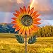 Venniy Sunflower Wind SpinnerGarden Windmills and Spinners for YardMetal Flowers for OutsideMetal Kinetic Wind Sculptures 128 57 Inches - Image 3