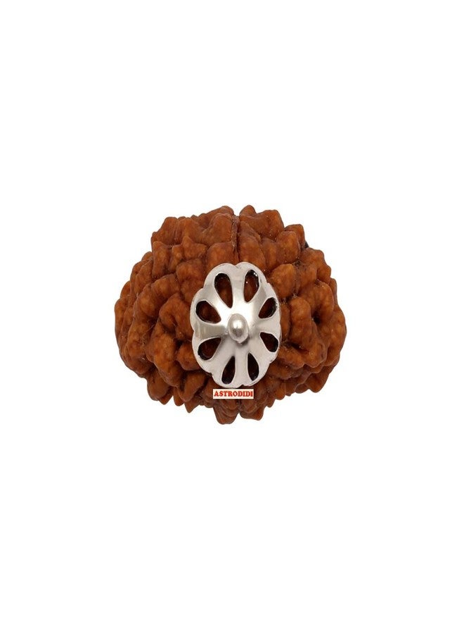ASTRODIDI Certified and Original 2 Mukhi Rudraksha Pendant with Lab Report for Daily Wearing for Men Women Boys and Girls | Natural Two Face Rudraksh for Meditation and Prayer, Protection, Chakra Balancing, Spiritual Growth - Image 3