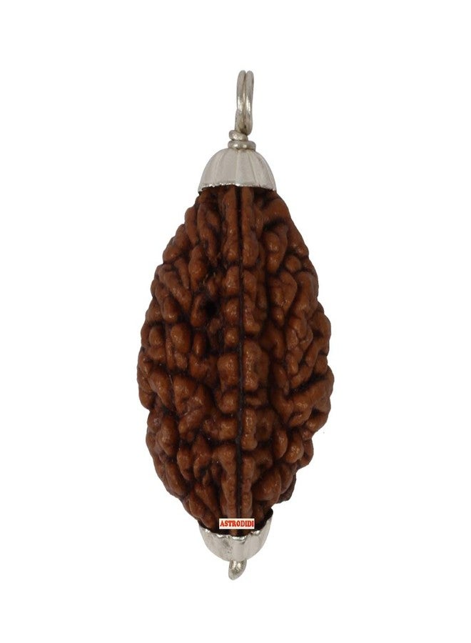 ASTRODIDI Certified and Original 2 Mukhi Rudraksha Pendant with Lab Report for Daily Wearing for Men Women Boys and Girls | Natural Two Face Rudraksh for Meditation and Prayer, Protection, Chakra Balancing, Spiritual Growth - Image 2
