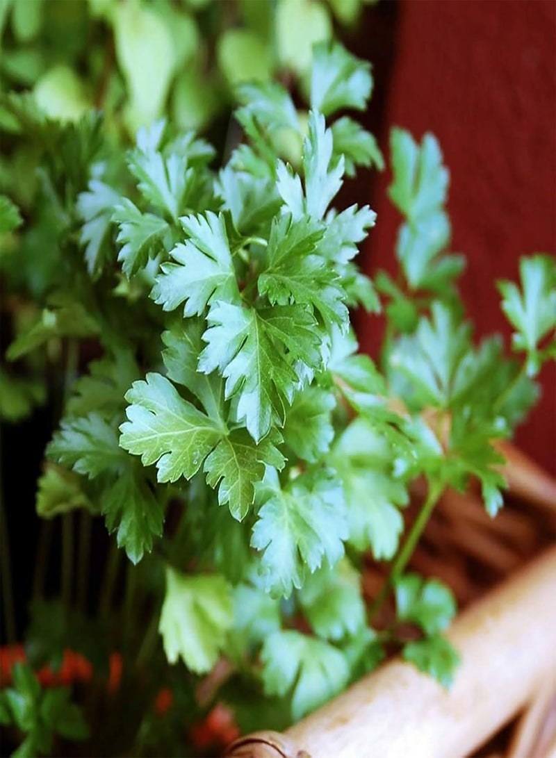 GGOOT 100Pcs Premium Vegetable Seeds, Parsley Seeds Full of Vitamins Easy Care Fragrant Parsley Dark Green Flat Leaf Seeds for Home Yard Green - Image 5
