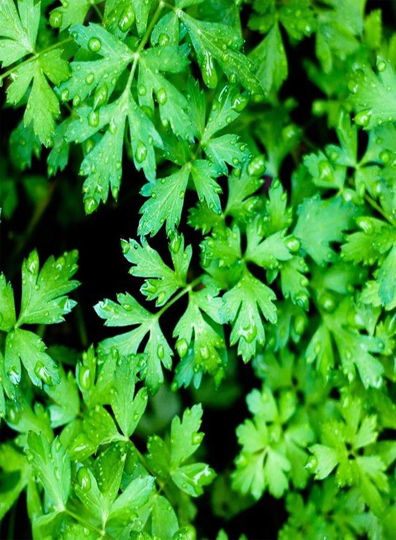GGOOT 100Pcs Premium Vegetable Seeds, Parsley Seeds Full of Vitamins Easy Care Fragrant Parsley Dark Green Flat Leaf Seeds for Home Yard Green - Image 1