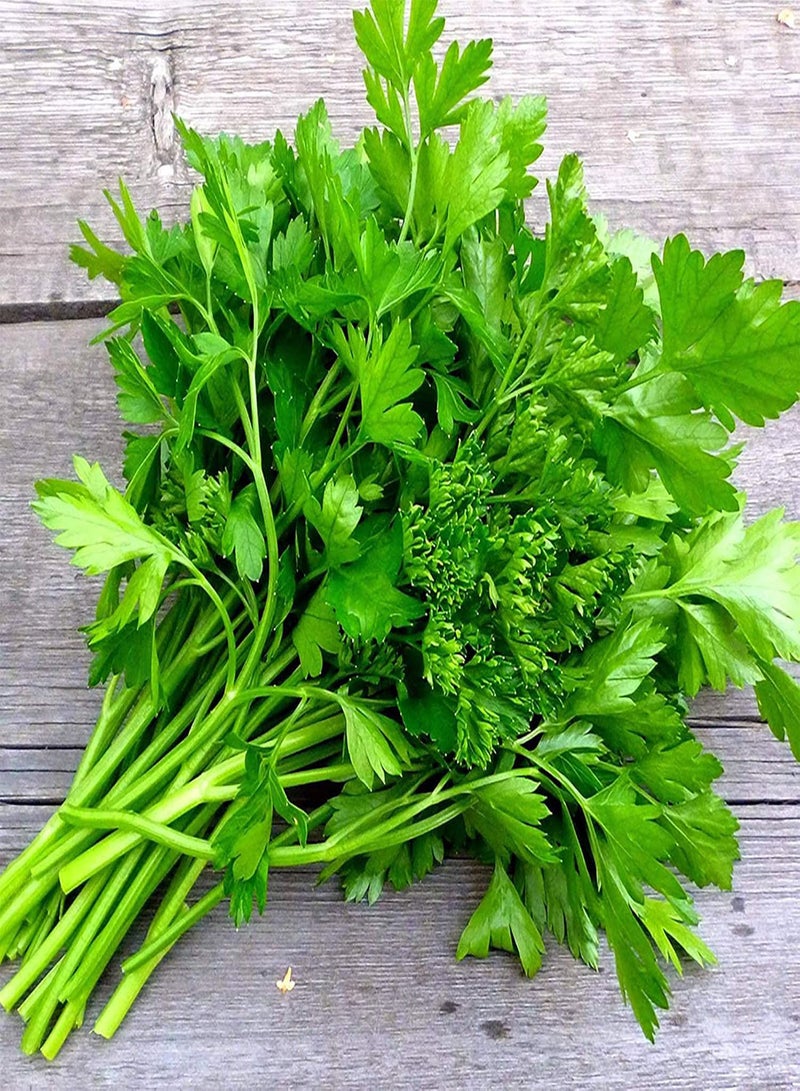 GGOOT 100Pcs Premium Vegetable Seeds, Parsley Seeds Full of Vitamins Easy Care Fragrant Parsley Dark Green Flat Leaf Seeds for Home Yard Green - Image 3