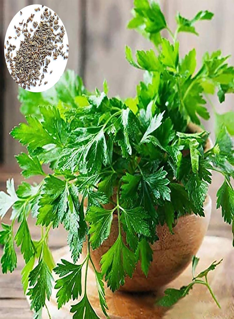 GGOOT 100Pcs Premium Vegetable Seeds, Parsley Seeds Full of Vitamins Easy Care Fragrant Parsley Dark Green Flat Leaf Seeds for Home Yard Green - Image 2