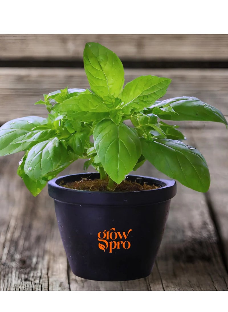 GROW - Basil Mrs. Burns' Lemon seeds - Image 1