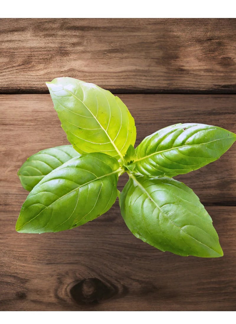 GROW - Basil Mrs. Burns' Lemon seeds - Image 1