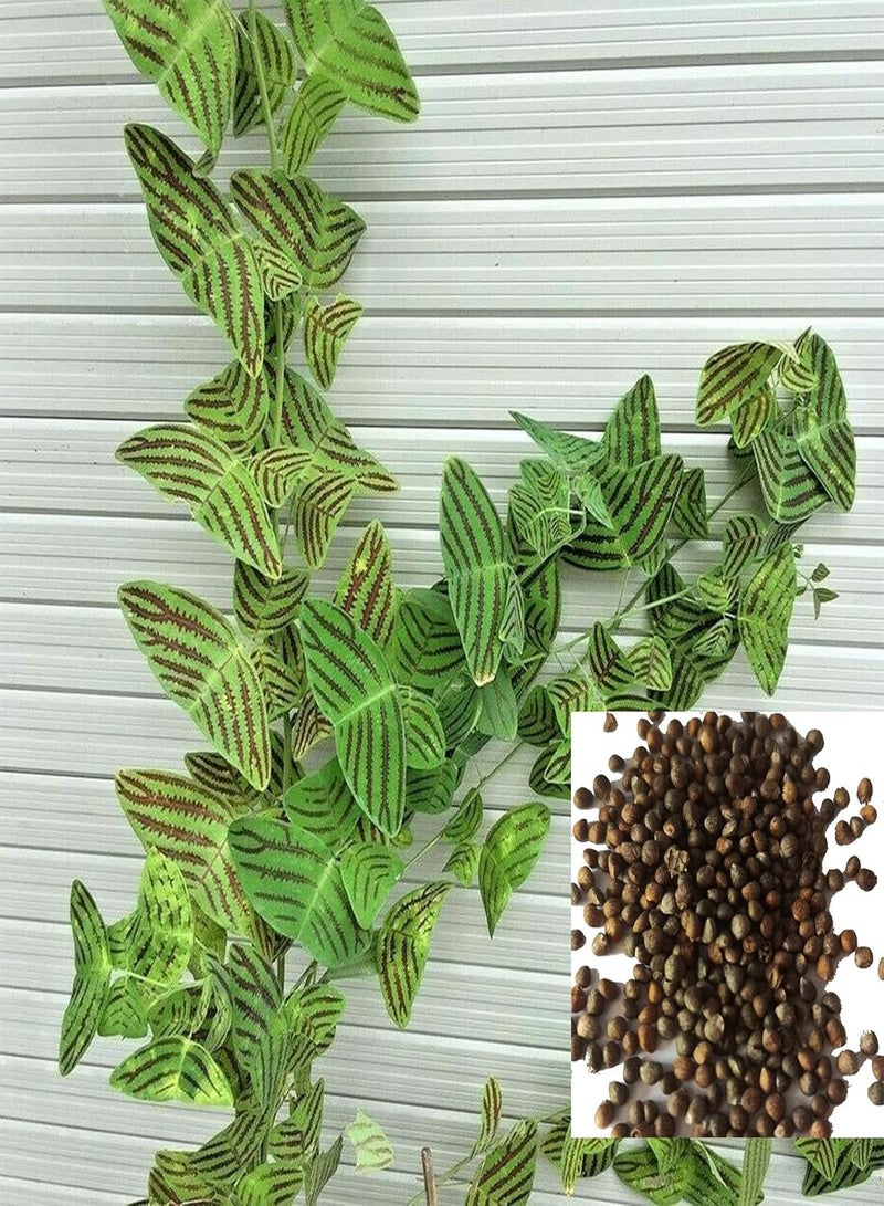 GGOOT 100Pcs/Bag Christia Obcordata Seeds Vibrant Water Needed Special Mountain Valley Garden Seeds - Image 1