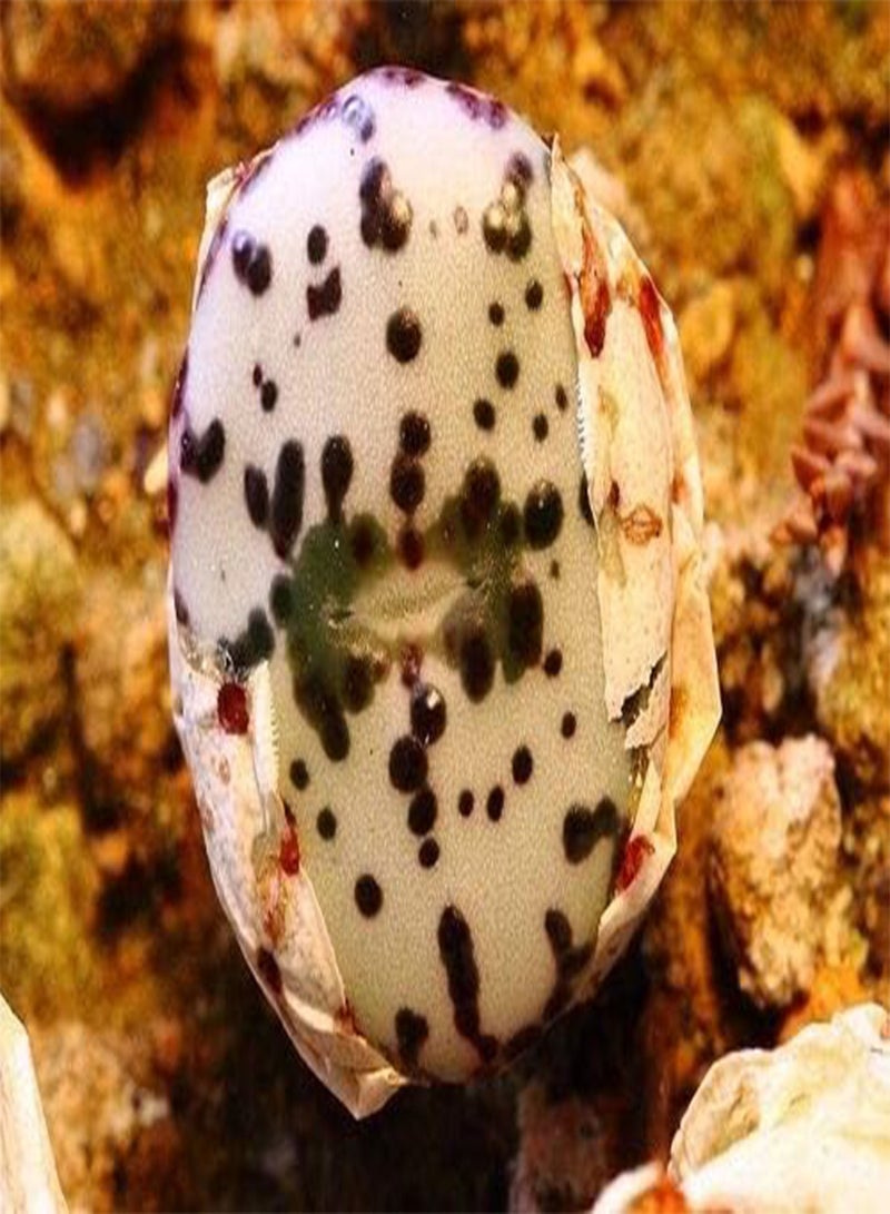 جي جوت بذور نبات عصاري غريب نادرة من نوع Conophytum Obcordellum، أحجار حية، 30 بذرة