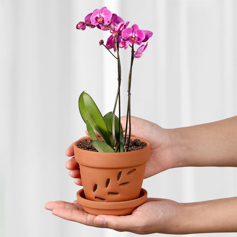 JUXYES 6 Pack Small Terracotta Orchid Pots with Holes and Saucers, Clay Orchid Planter Pots for Repotting, Plant Flower Pots for Orchid Indoor and Outdoor Promotes Air Circulation, 4 Inches - Image 3