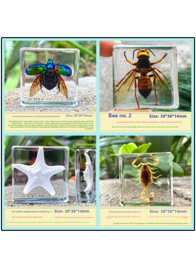 Insect Specimen Real Mono Fairy Amber Scarab Book Town Home Desk Decoration Mantis Spider Scorpion Factory-Color:2 Hot 4  - Image 1