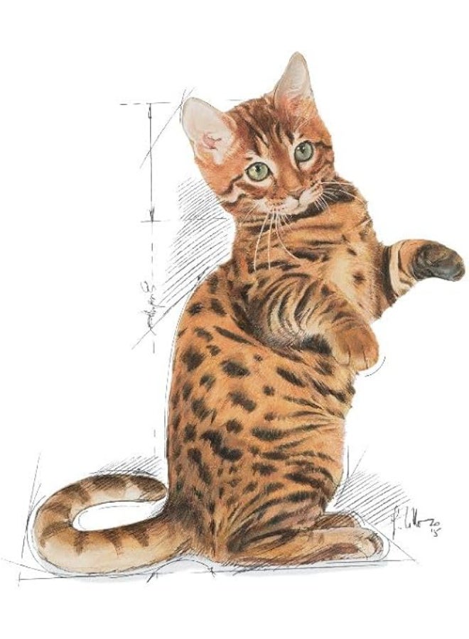 رويال كانين قطط رويال كانين معقمة من عمر 6 إلى 12 شهرًا 2kg - Image 5