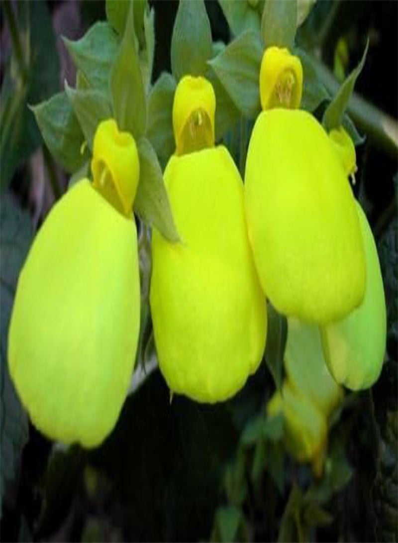 GGOOT Seeds 30 Seeds   Cap Gold Pocketbook Slipper Semi Limestone Fiori: Only Seeds - Image 2