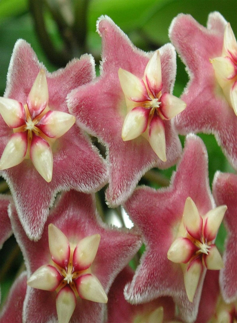 جي جوت 100 قطعة من بذور هويا بوبيكاليكس للزراعة، سهلة الزراعة، شتلات زهور بورسلين عطرية طازجة للحديقة - Image 3