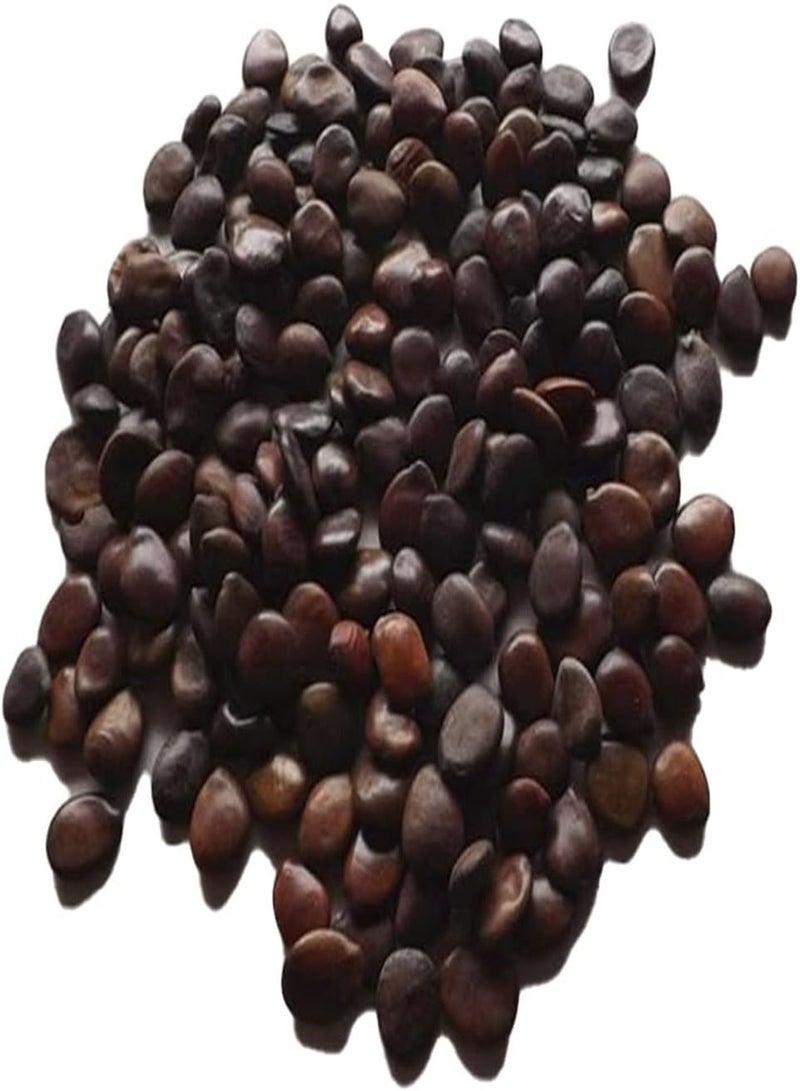 جي جوت 100 قطعة من بذور هويا بوبيكاليكس للزراعة، سهلة الزراعة، شتلات زهور بورسلين عطرية طازجة للحديقة - Image 4