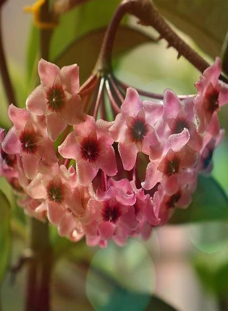 جي جوت 100 قطعة من بذور هويا بوبيكاليكس للزراعة، سهلة الزراعة، شتلات زهور بورسلين عطرية طازجة للحديقة - Image 2