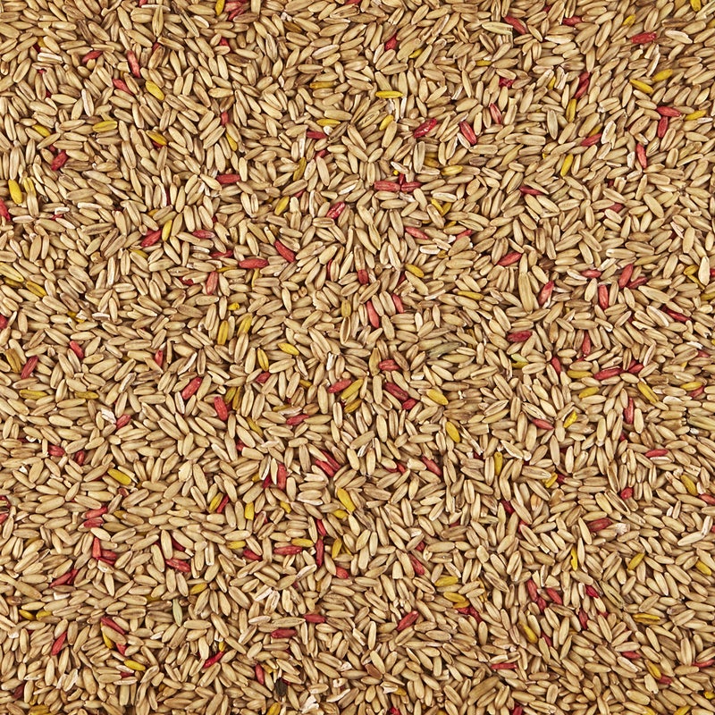 Kaytee Oat Groats Treat Jar- All Pet Birds 11 oz - Image 3